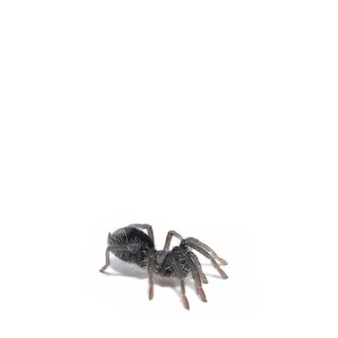 Caribbean Giant Tarantula
